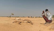 África registra ‘sequía bíblica’ en lugares donde no llueve en más de año y medio 