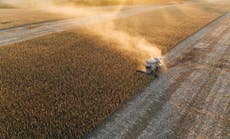 Rusia “roba granos” en Ucrania y despierta temores de “hambruna y aumento de la crisis alimentaria”