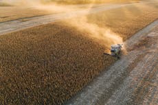 Rusia “roba granos” en Ucrania y despierta temores de “hambruna y aumento de la crisis alimentaria”