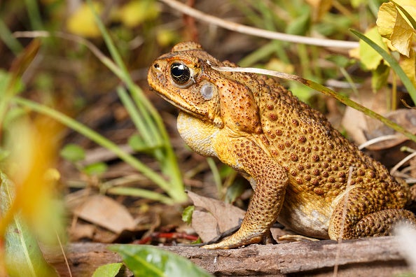 Jefe petrolero ruso muere “por veneno de sapo”