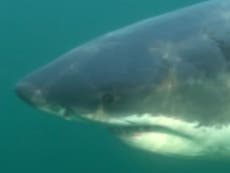 El gran tiburón blanco que acecha la costa de EEUU “es uno de los más grandes del mundo”