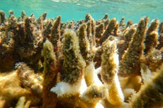 El blanqueamiento vuelve a afectar a Gran Barrera de Coral