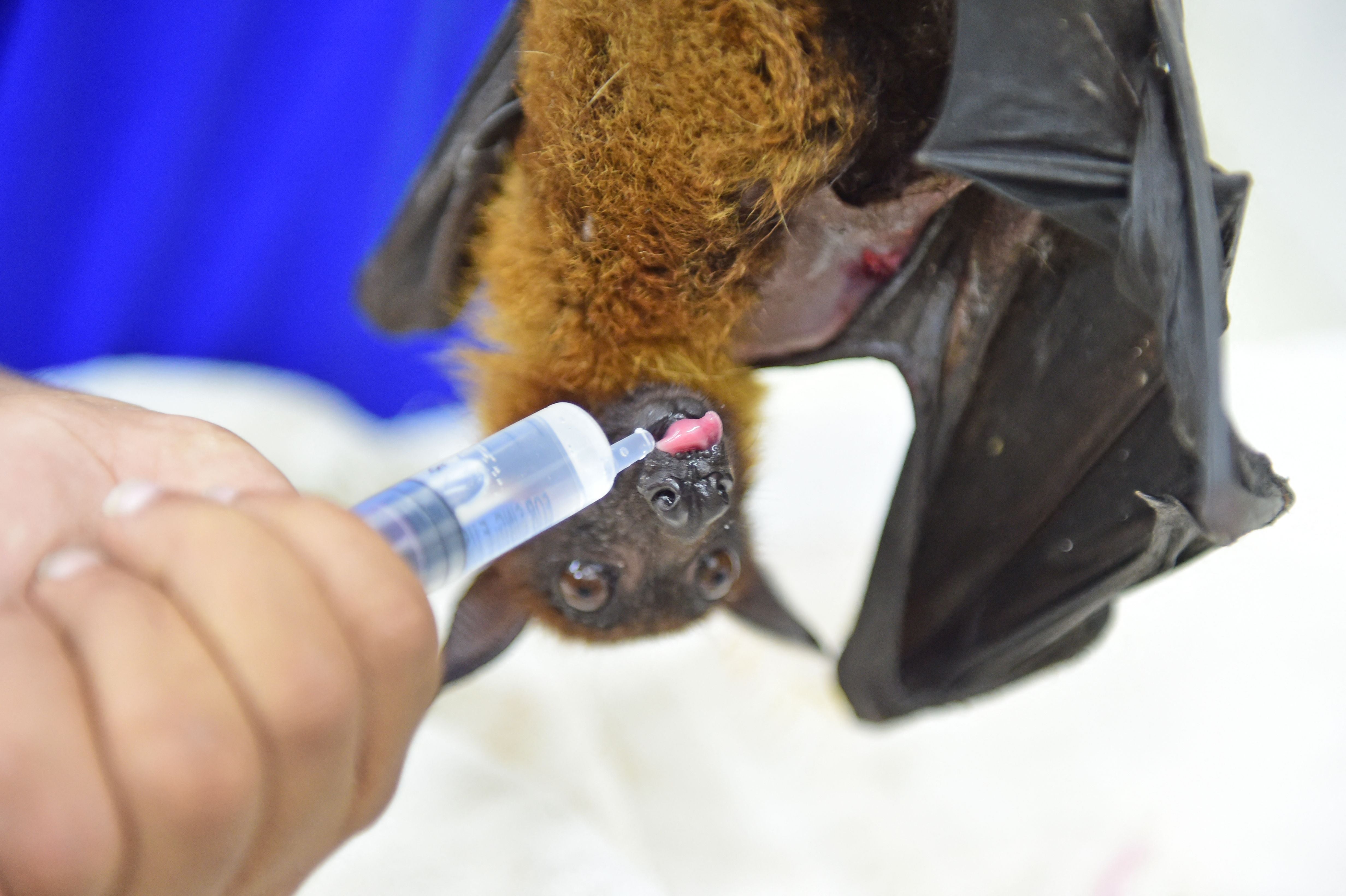 Un curador de un hospital alimenta a un murciélago zorro volador de la India en la Fundación Benéfica Jivdaya, en Ahmedabad