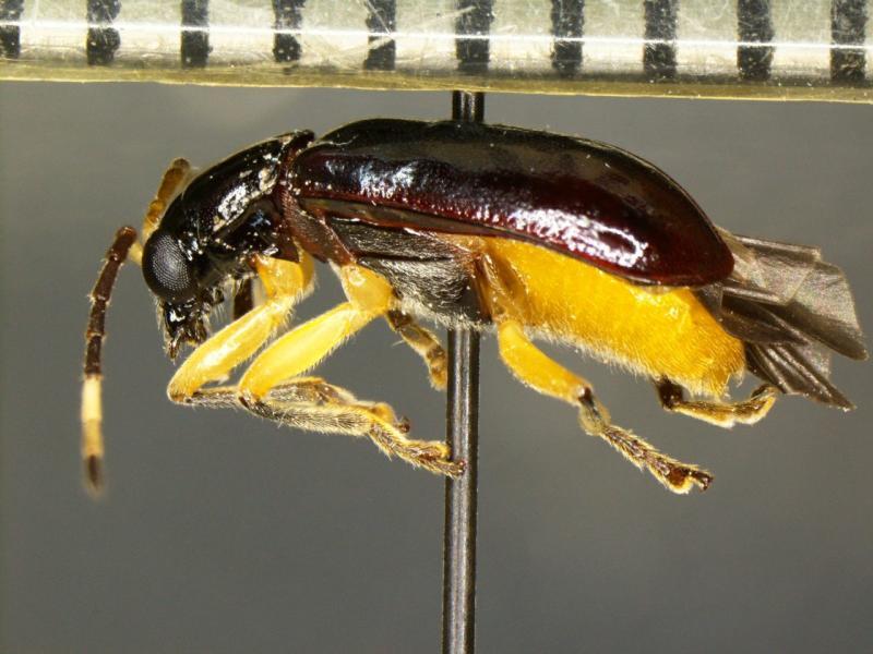 Un ejemplar de Cochabamba, una especie invasora de escarabajo, fue encontrado en un envío de fruta en la frontera entre EE.UU. y México