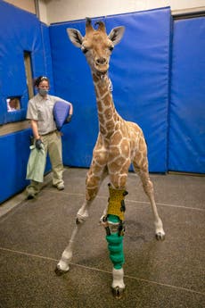 Medicina humana salva a una jirafa en San Diego