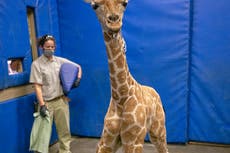 Medicina humana salva a una jirafa en San Diego