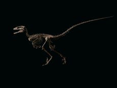 El esqueleto de dinosaurio que ayudó a inspirar “Jurassic Park” fue vendido por $12.4 millones