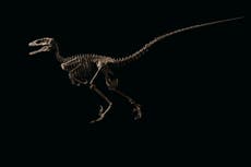 El esqueleto de dinosaurio que ayudó a inspirar “Jurassic Park” fue vendido por $12.4 millones