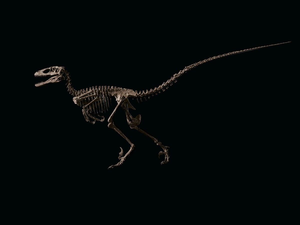 Deinonychus　ブラックメタル　BLACKL El esqueleto de dinosaurio que ayudó a inspirar “Jurassic Park