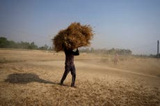 India acepta vender trigo a países necesitados pese a veto