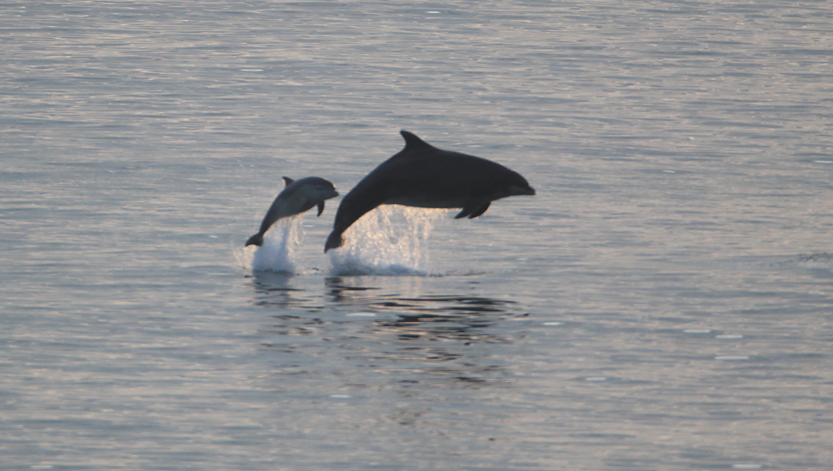Los investigadores estudiarán qué otra información los delfines pueden extraer de la orina