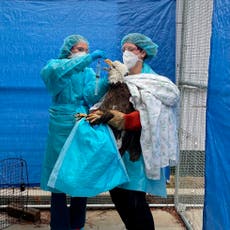Gripe aviar también genera teorías conspirativas