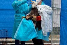 Gripe aviar también genera teorías conspirativas