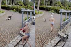 Elogian a madre “superheroína” tras rescatar a su ganso mascota de águila calva mientras amamantaba a su hija