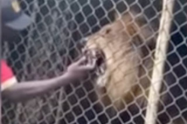 Una captura de pantalla de un video muestra a un tigre mordiendo el dedo de un hombre.