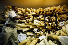Zimbabue inicia conferencia para promover ventas de marfil