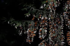 México recibió un 35% más de mariposas monarca en invierno