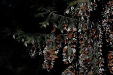 México recibió un 35% más de mariposas monarca en invierno