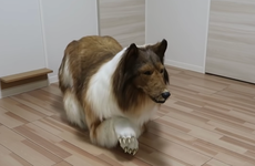 Japonés gasta $16.000 para parecerse a un perro
