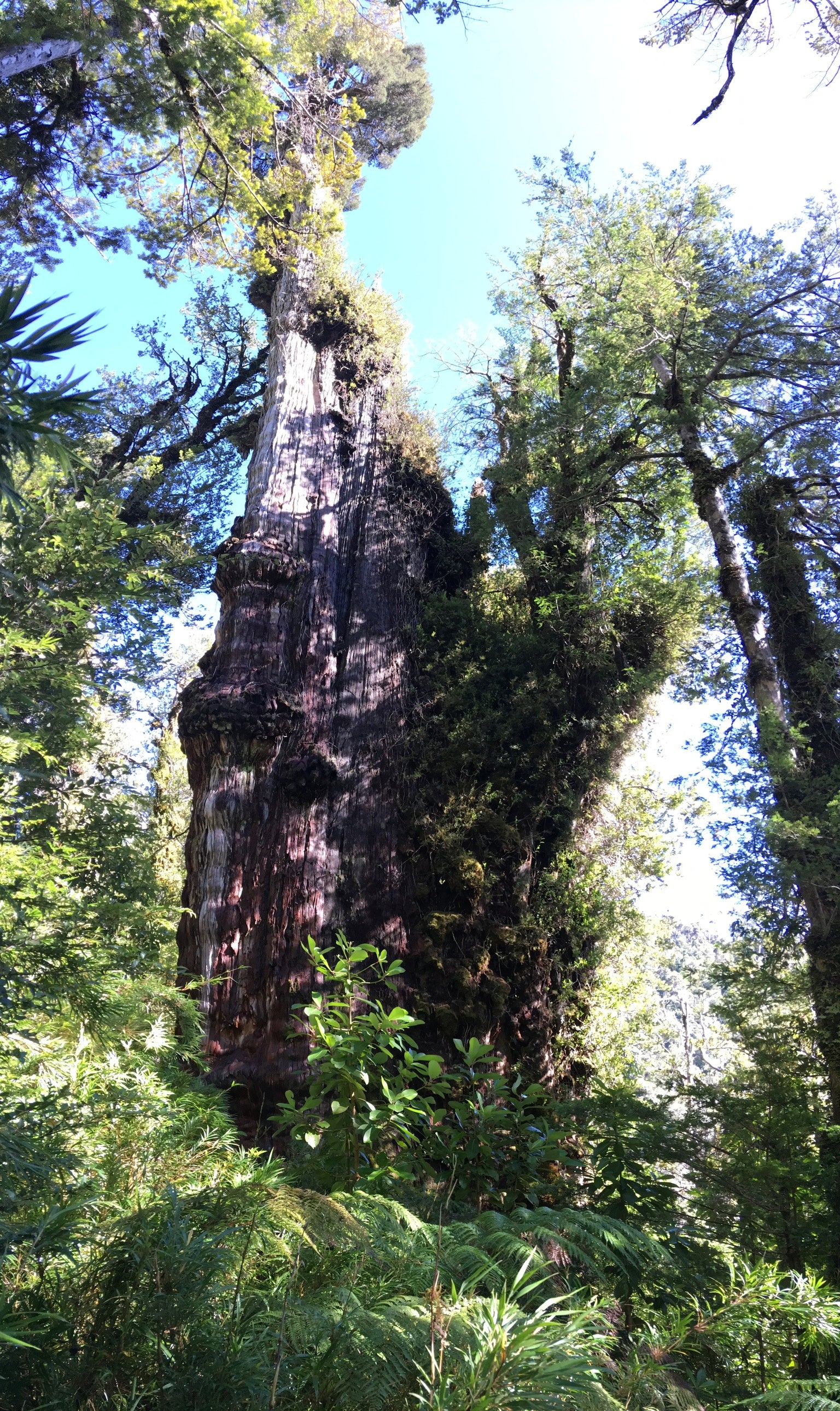 Los científicos no pudieron determinar la edad exacta del árbol basándose en el enorme tronco