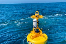 Protegen ballenas francas del Atlántico con boyas robóticas