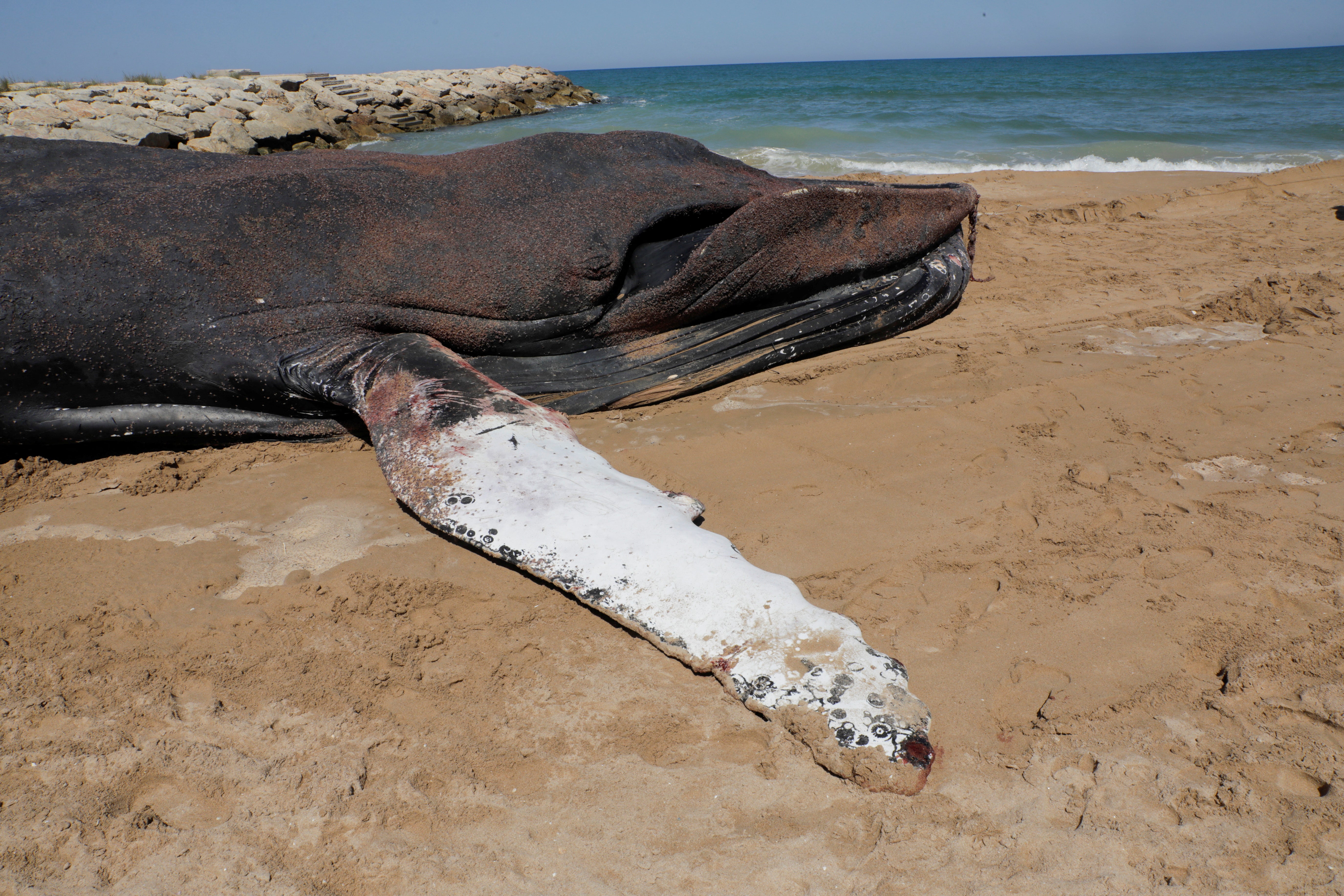 La ballena tenía varias heridas y estaba muy débil