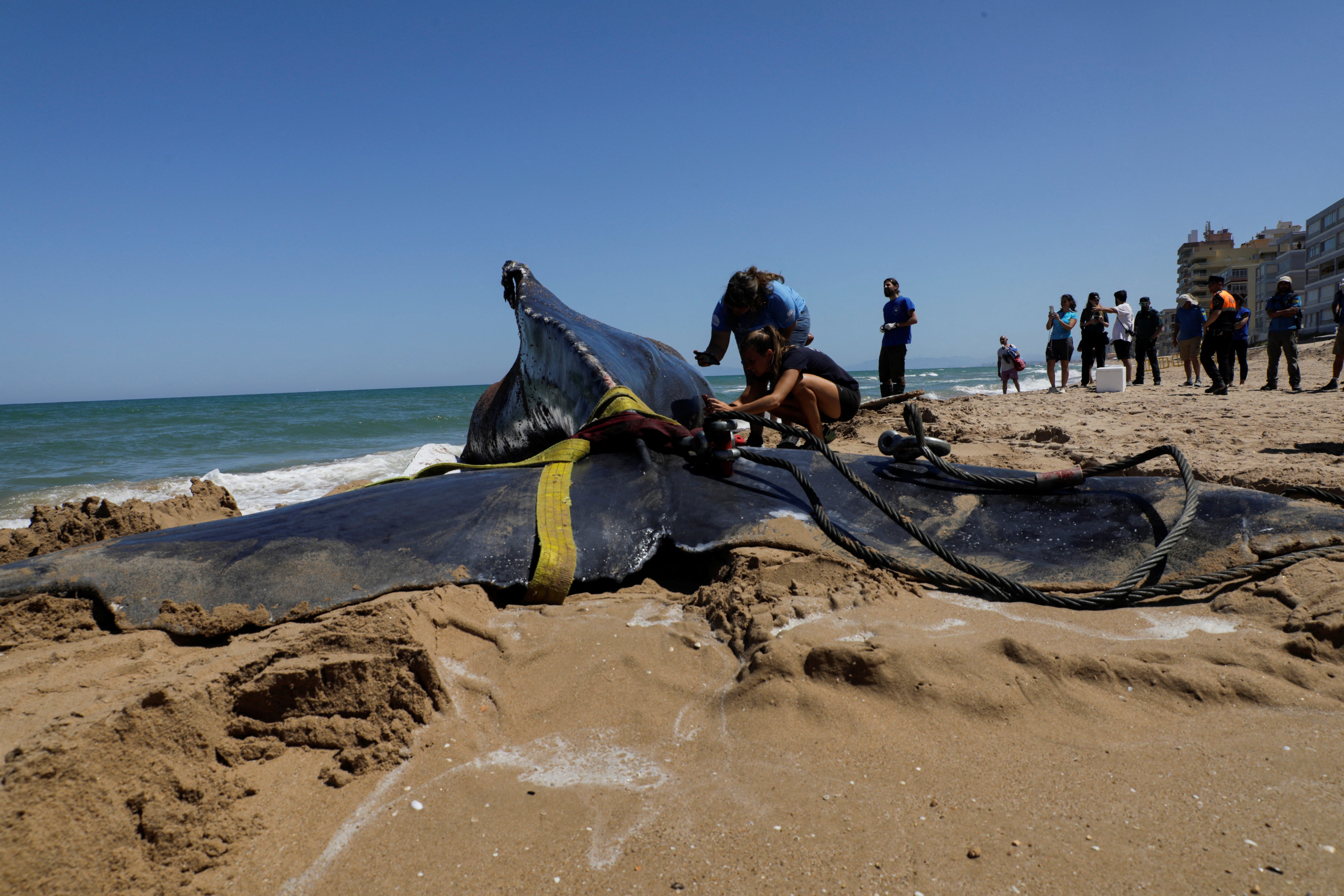 Los especialistas de la Fundación Oceanográfica creían que no sobreviviría si era devuelta al mar