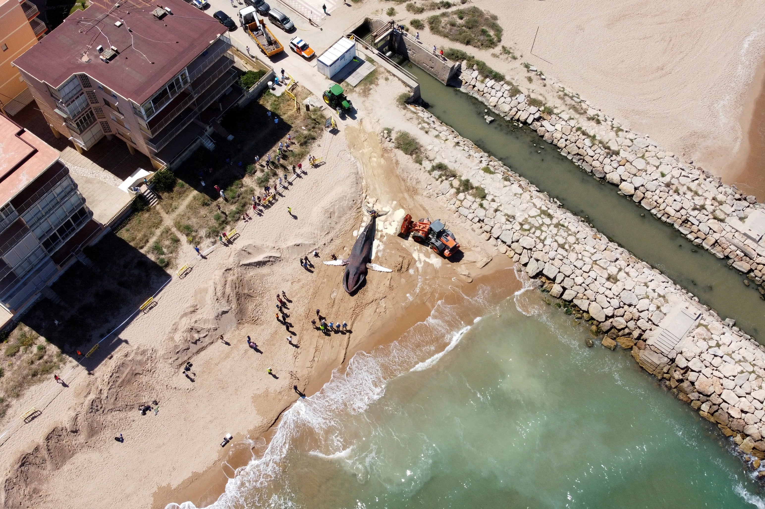 La ballena apareció en una playa a más de 190 millas (306 kilómetros) de donde fue rescatada