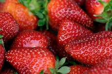 EE.UU. y Canadá investigan brote de hepatitis; estaría vinculado a producción de fresas en México