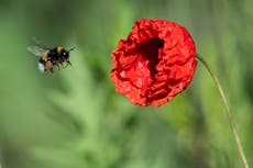 Juez de California dictamina que las abejas, legalmente, pueden ser peces