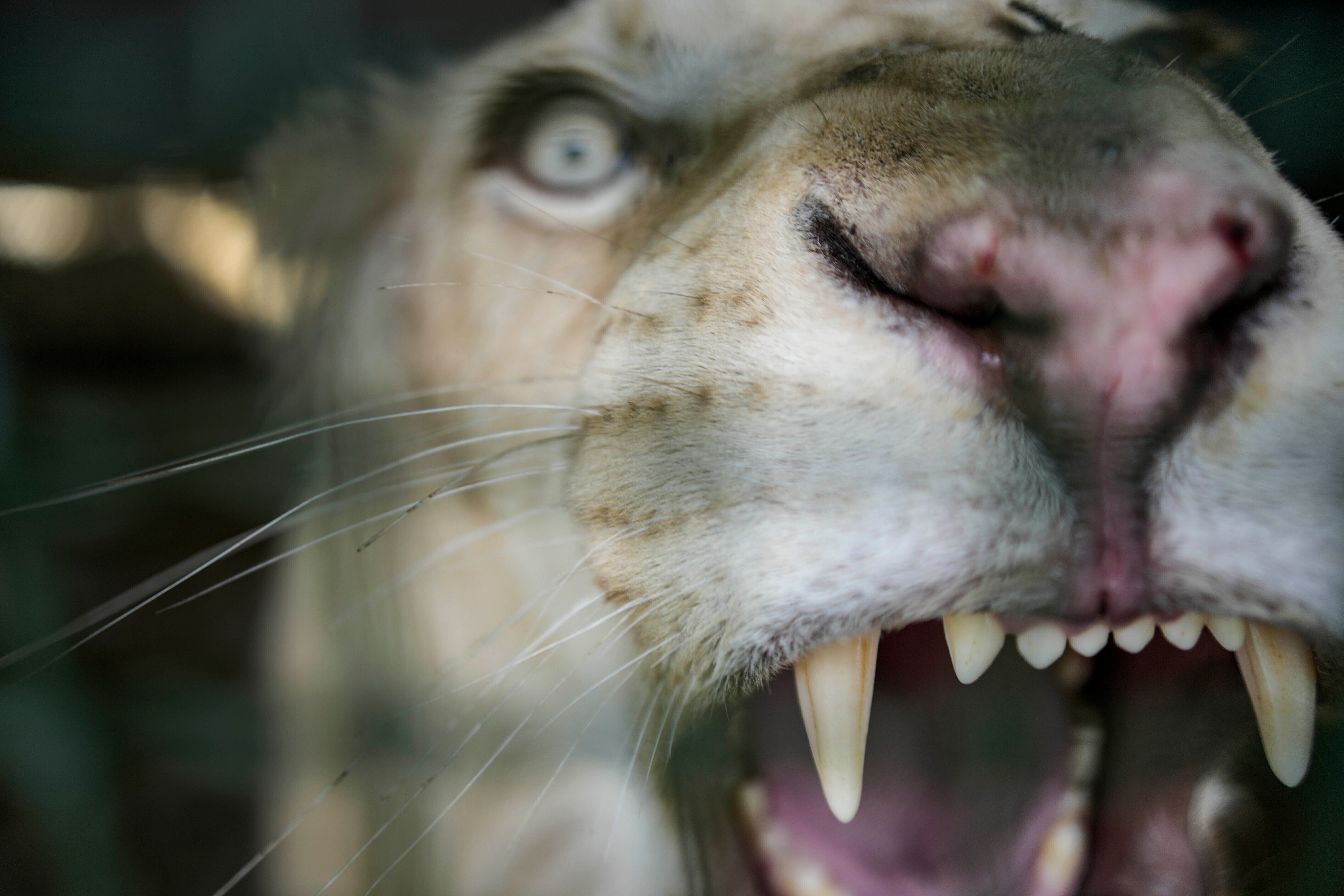 VENEZUELA-LEONES BLANCOS
