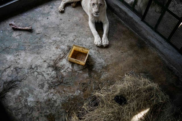 Leones blancos reviven interés de venezolanos por zoológico | Independent  Español
