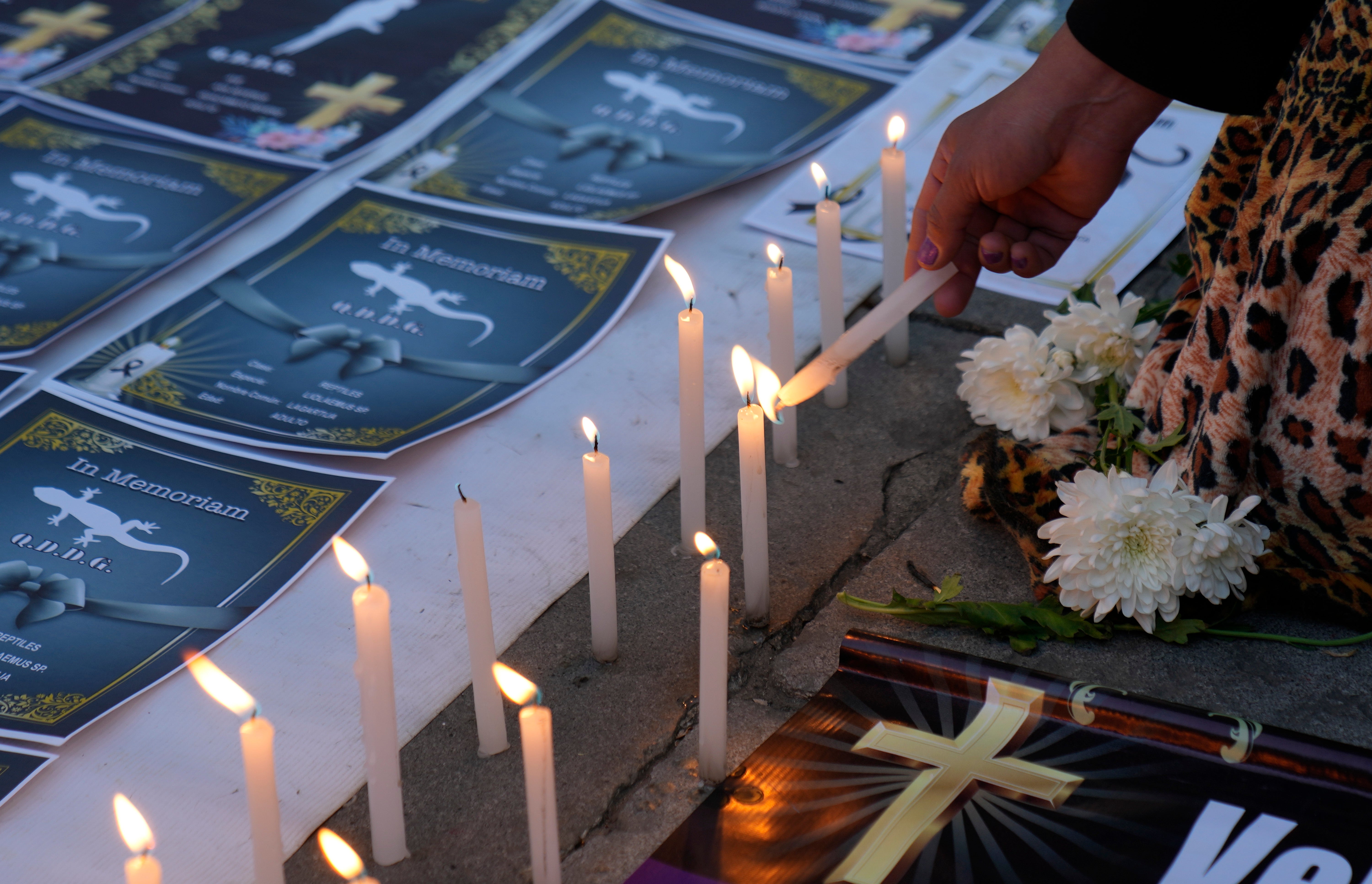 BOLIVIA-ANIMALES PROTESTA