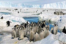 China bloquea dar mayor protección al pingüino emperador