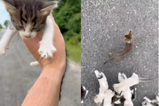 Hombre de Louisiana rescata a gatito a un lado de la carretera y es emboscado por una docena más