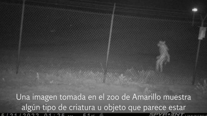 ¿Qué es esta misteriosa criatura que las autoridades piden ayudan para identificarla?