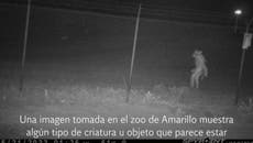 ¿Qué es esta misteriosa criatura que las autoridades piden ayudan para identificarla?