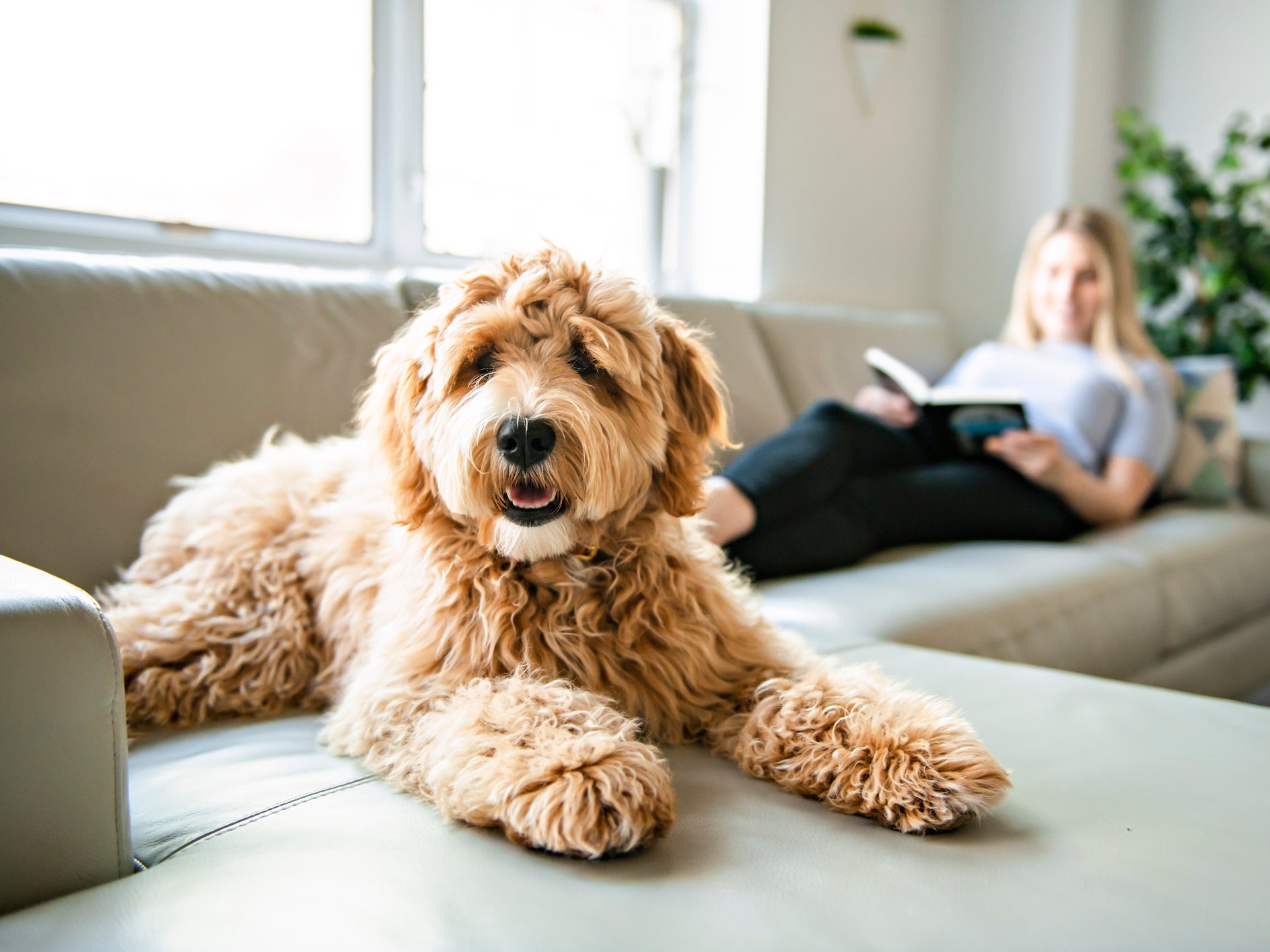 Cómo hacer que tus perros quisquillosos coman sus comidas