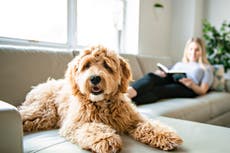 Cómo hacer que tus perros quisquillosos coman sus comidas