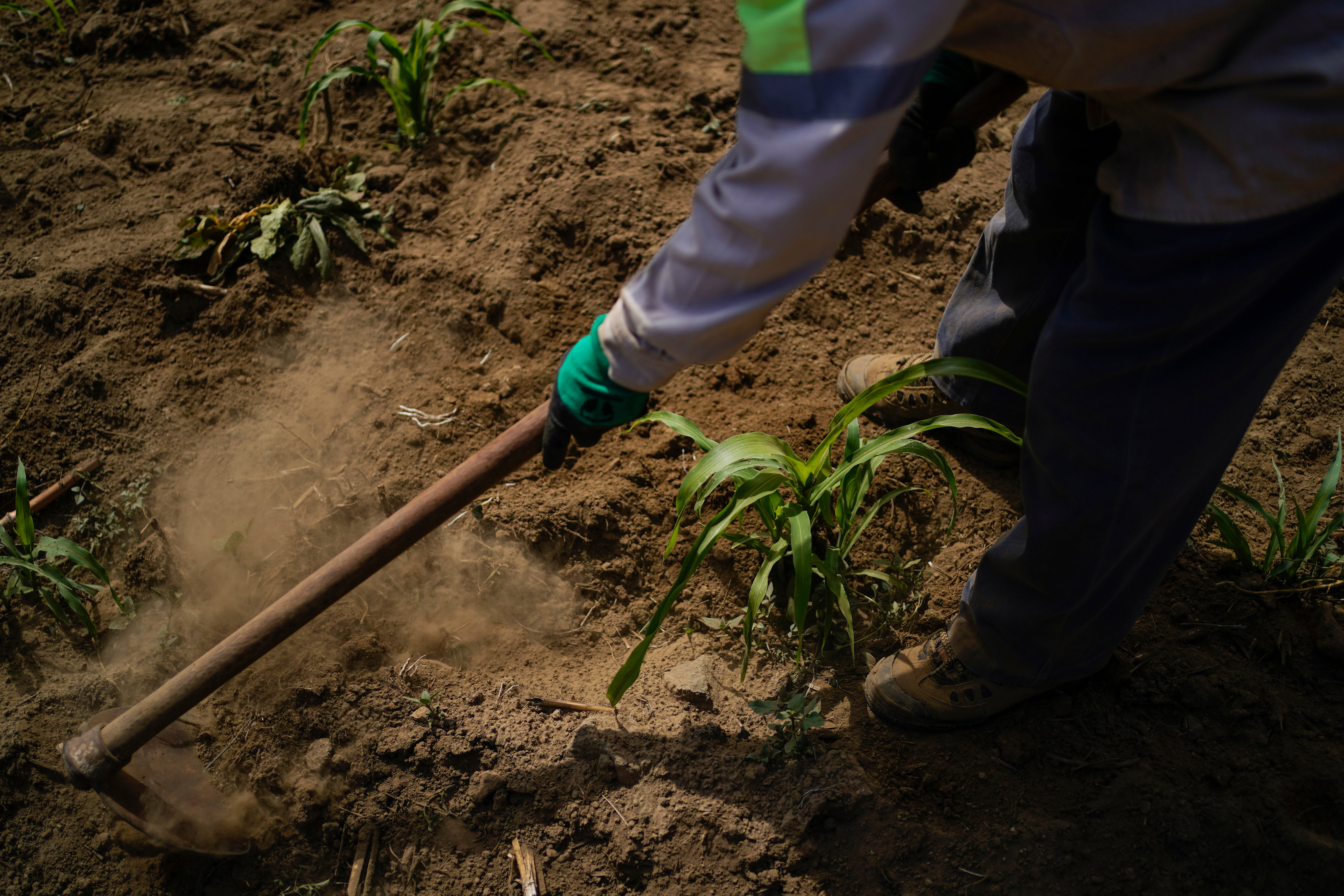 MÉXICO-PRODUCCIÓN DE ALIMENTOS