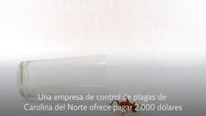 ¿Quieres ganar 2000 dólares? Debes dejar que liberen 100 cucarachas en tu casa