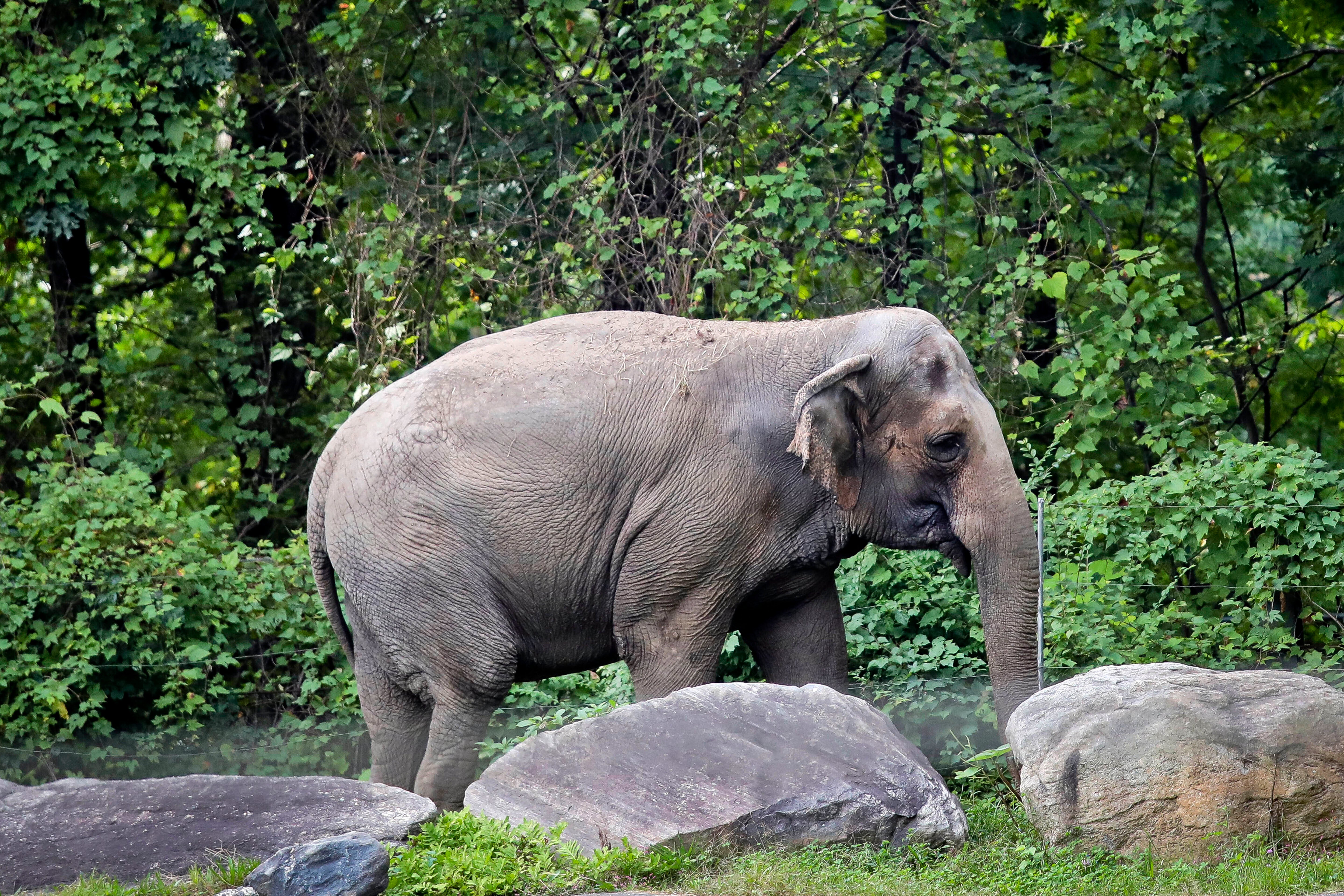 ARCHIVO - La elefanta del zoológico del Bronx, “Happy”, pasea dentro del Hábitat de Asia del zoológico en Nueva York el 2 de octubre de 2018