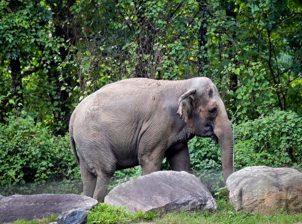 <p>ARCHIVO - La elefanta del zoológico del Bronx, “Happy”, pasea dentro del Hábitat de Asia del zoológico en Nueva York el 2 de octubre de 2018</p>