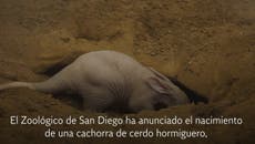 El San Diego Zoo celebra el nacimiento de una cachorra de cerdo hormiguero 