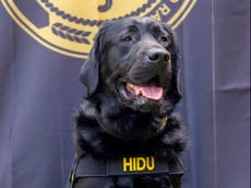 Hidu, el perro recién graduado que se convirtió en héroe por hallar pornografía infantil