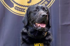 Perro entrenado halló pruebas en caso de pedofilia en México