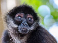 Mono con chaleco antibalas es hallado muerto en México tras sangriento tiroteo contra un cártel 