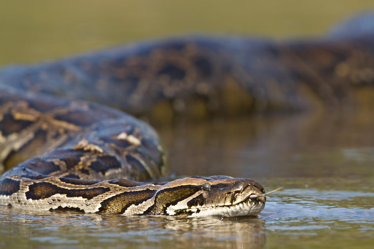 La serpiente pitón más grande registrada es encontrada en Florida |  Independent Español, image size:1200x800