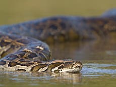 La serpiente pitón más grande registrada es encontrada en Florida