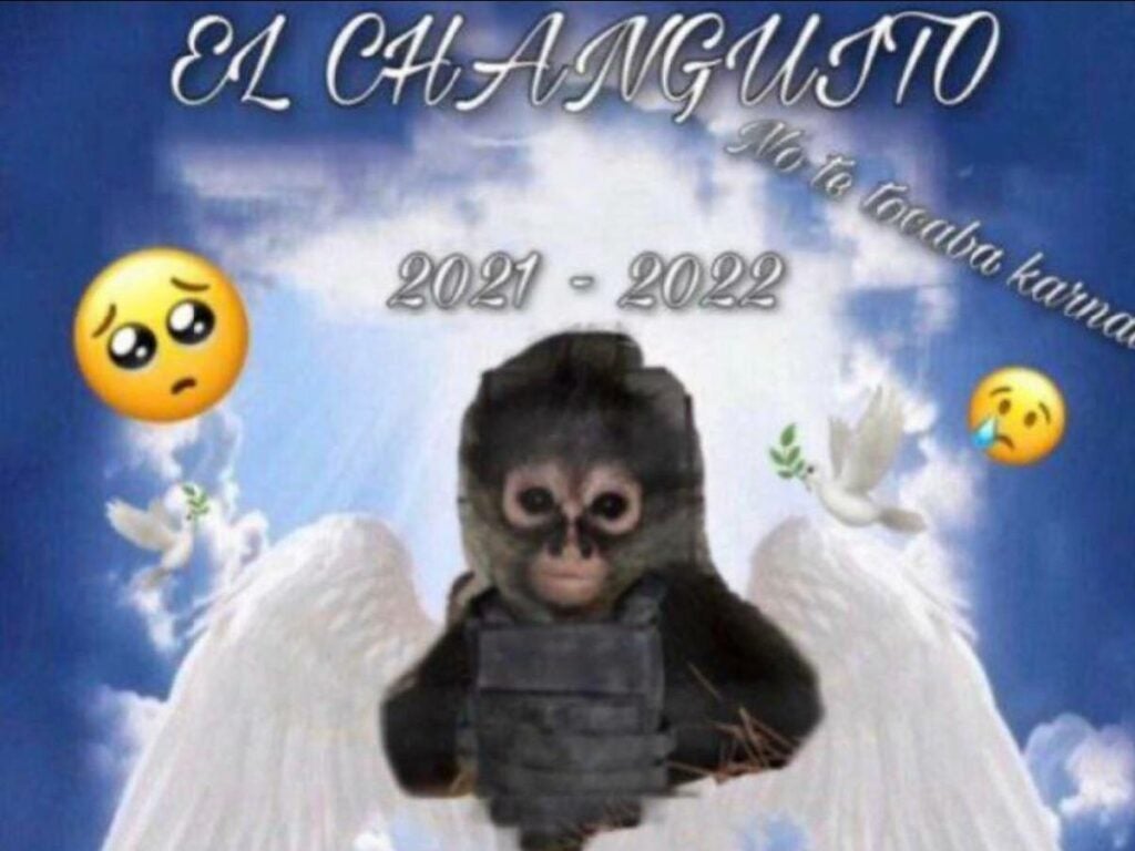 Narcocorrido en honor del mono muerto en tiroteo gana popularidad